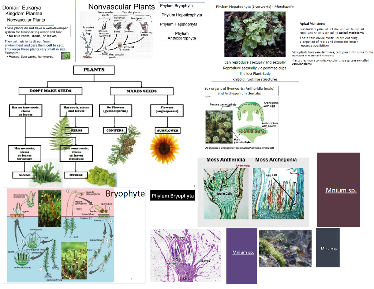 3 Nonvascular Plants BSC1011L Studocu