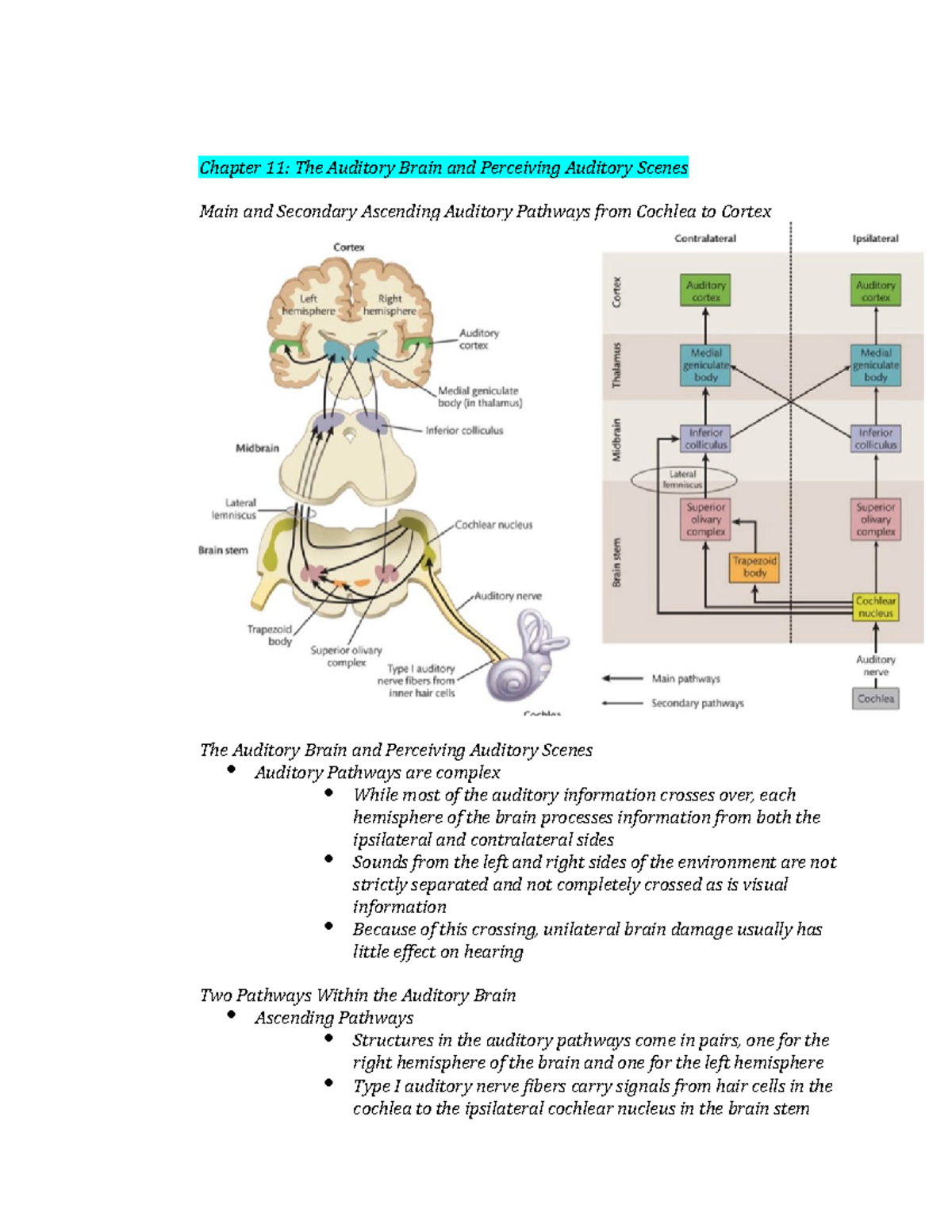 Chapter 11 - Summary of key things from the textbook - Sensation and ...