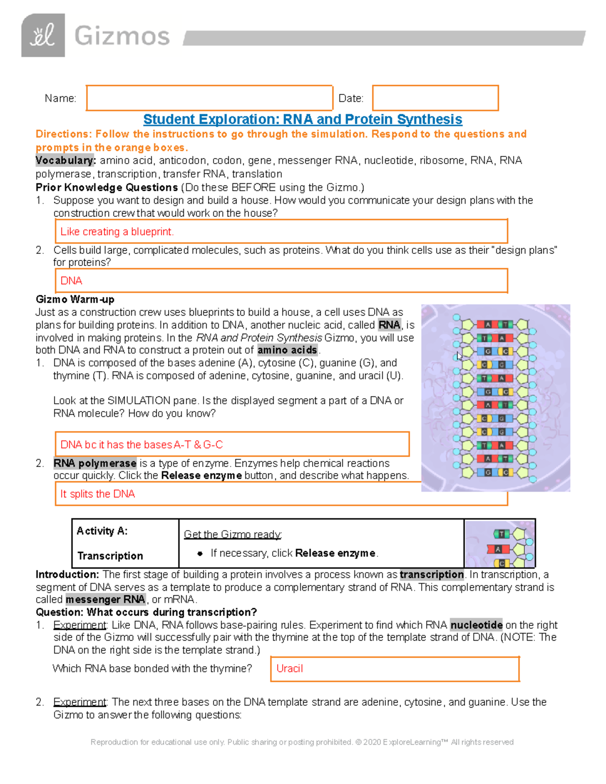 Protein Synthesis Lab Answer Key Protein Synthesis Flow Char