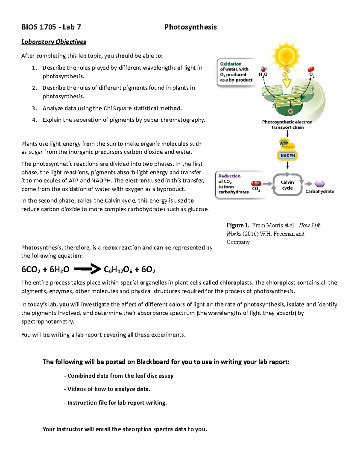 Photosynthesis Lab, Fall 23 BIOS 1705 Lab 7 Photosynthesis Laboratory Objectives After Studocu