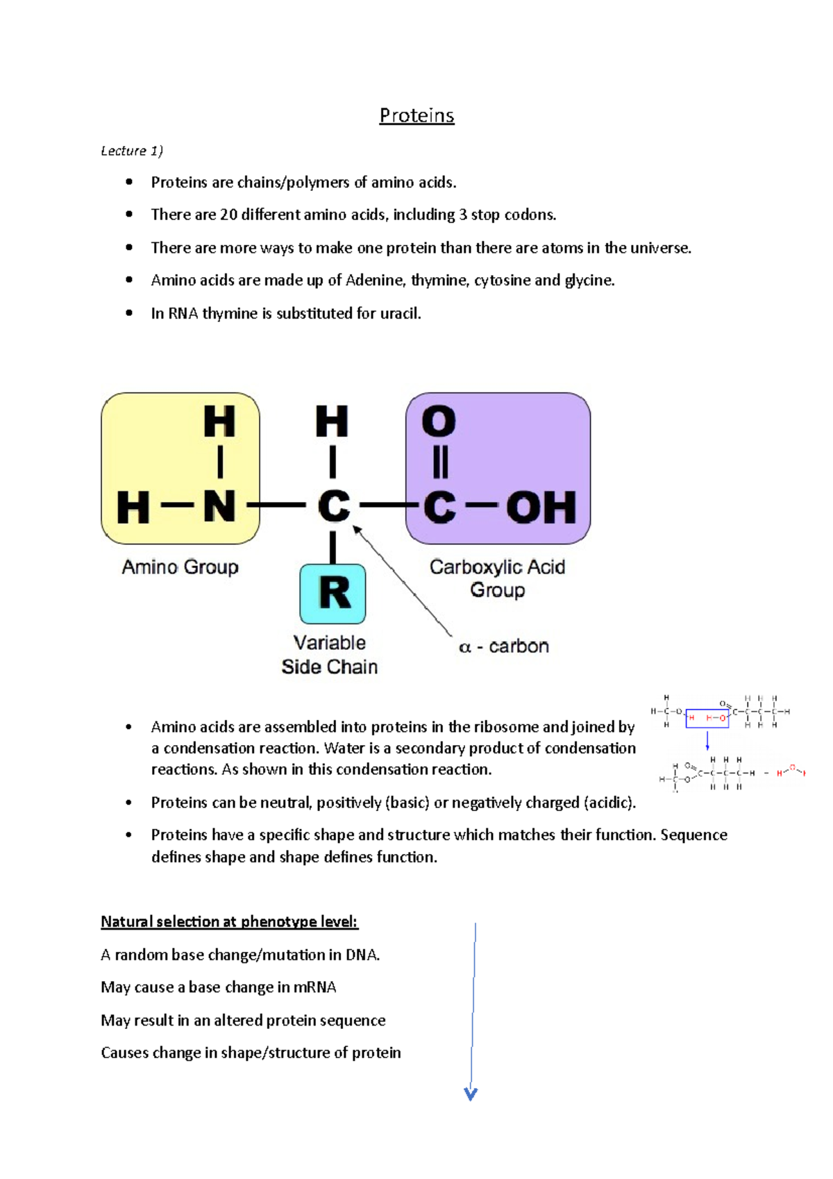 My proteins notes - Proteins Lecture 1) Proteins are chains/polymers of ...