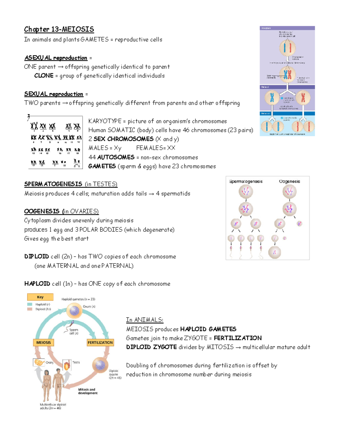 All Meiosis Notes - Chapter 13-MEIOSIS In animals and plants GAMETES ...