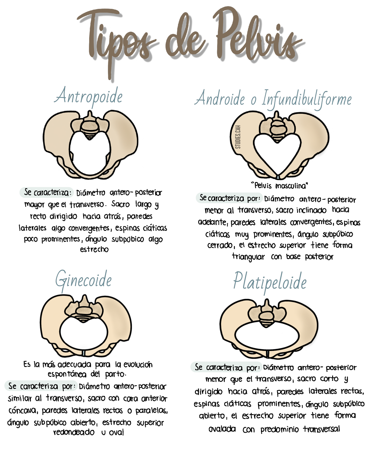 tipos de pelvis