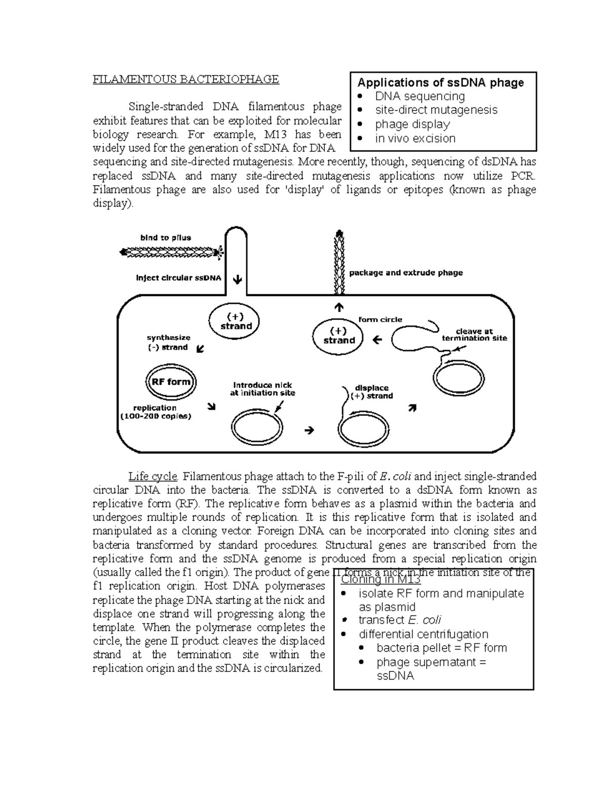 Filamentous Bacteriophage - FILAMENTOUS BACTERIOPHAGE Single-stranded ...