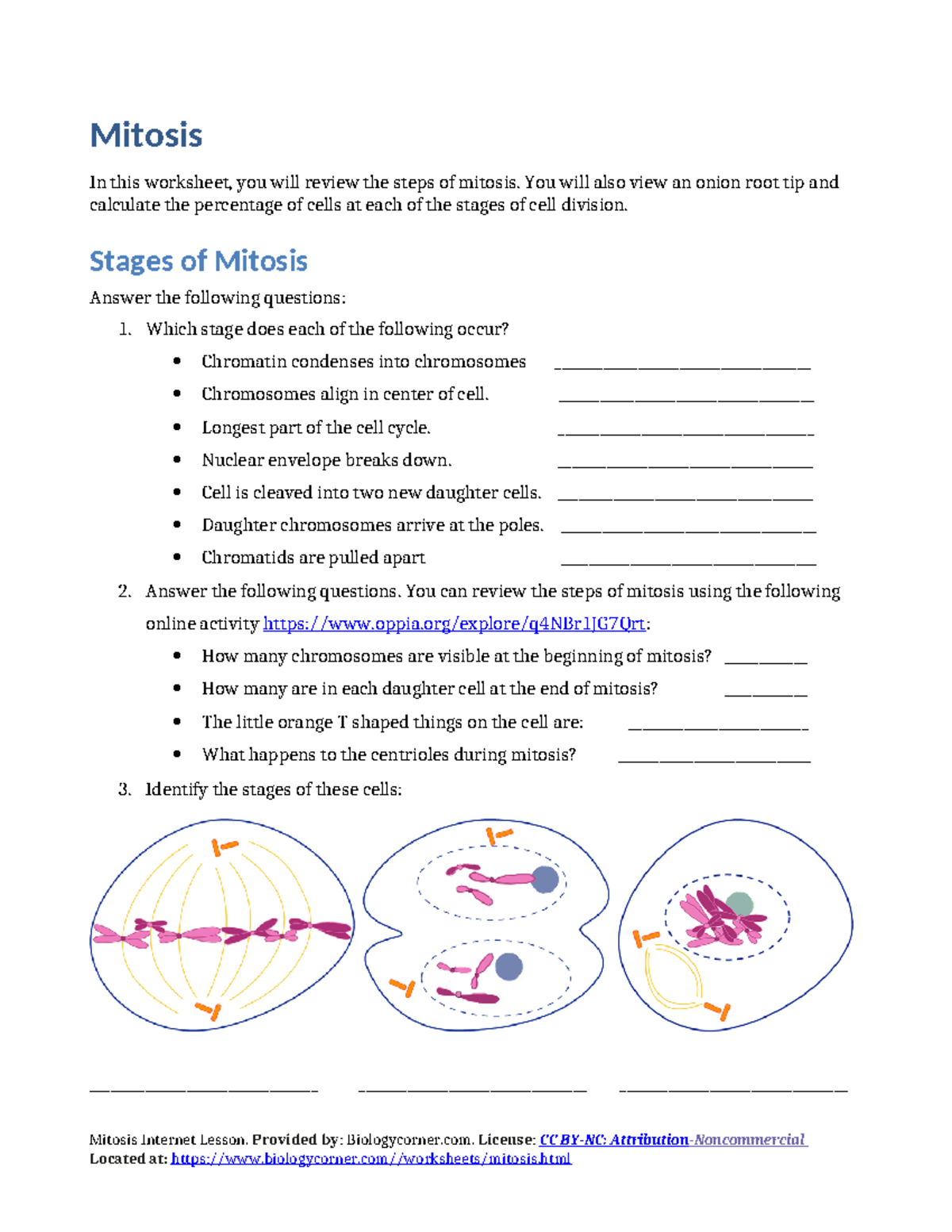 Mitosis Worksheet - Mitosis In this worksheet, you will review the ...