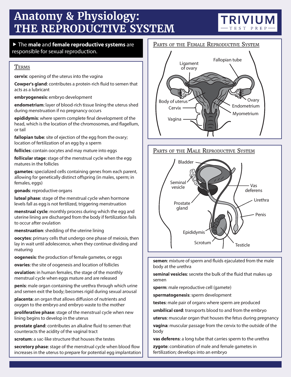 Reproductive system - Anatomy And Physiology - Anatomy & Physiology ...