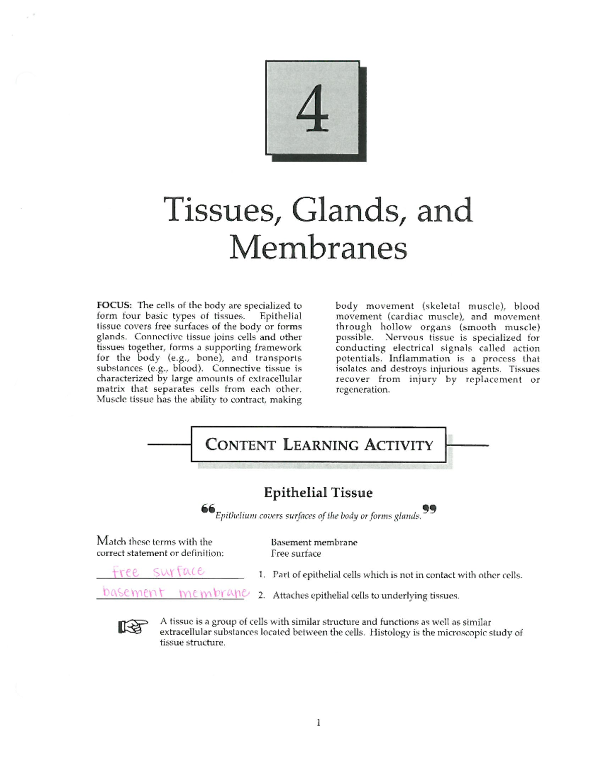 Answers to Ch4 Study Guide - 4 Tissues, Glands, and Membranes FOCUS ...