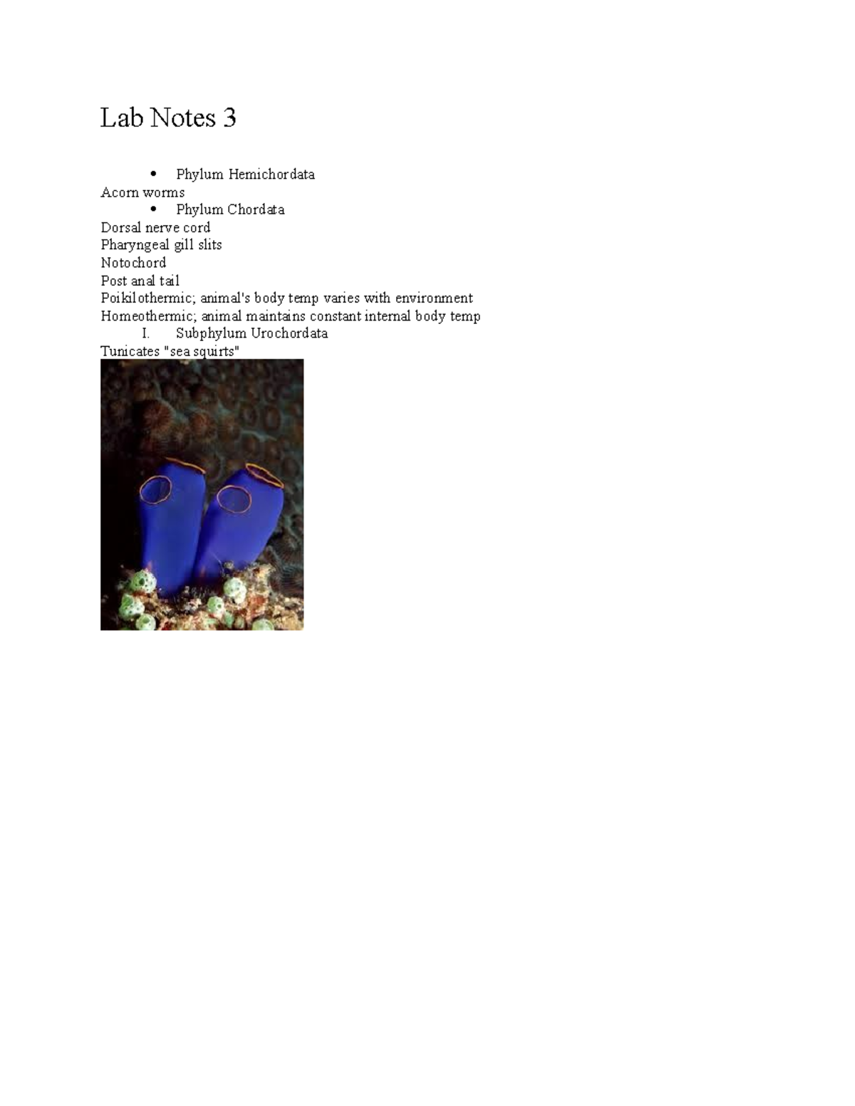 Bio Lab Notes 3 - Biology II Lab with Pics - Lab Notes 3 Phylum ...