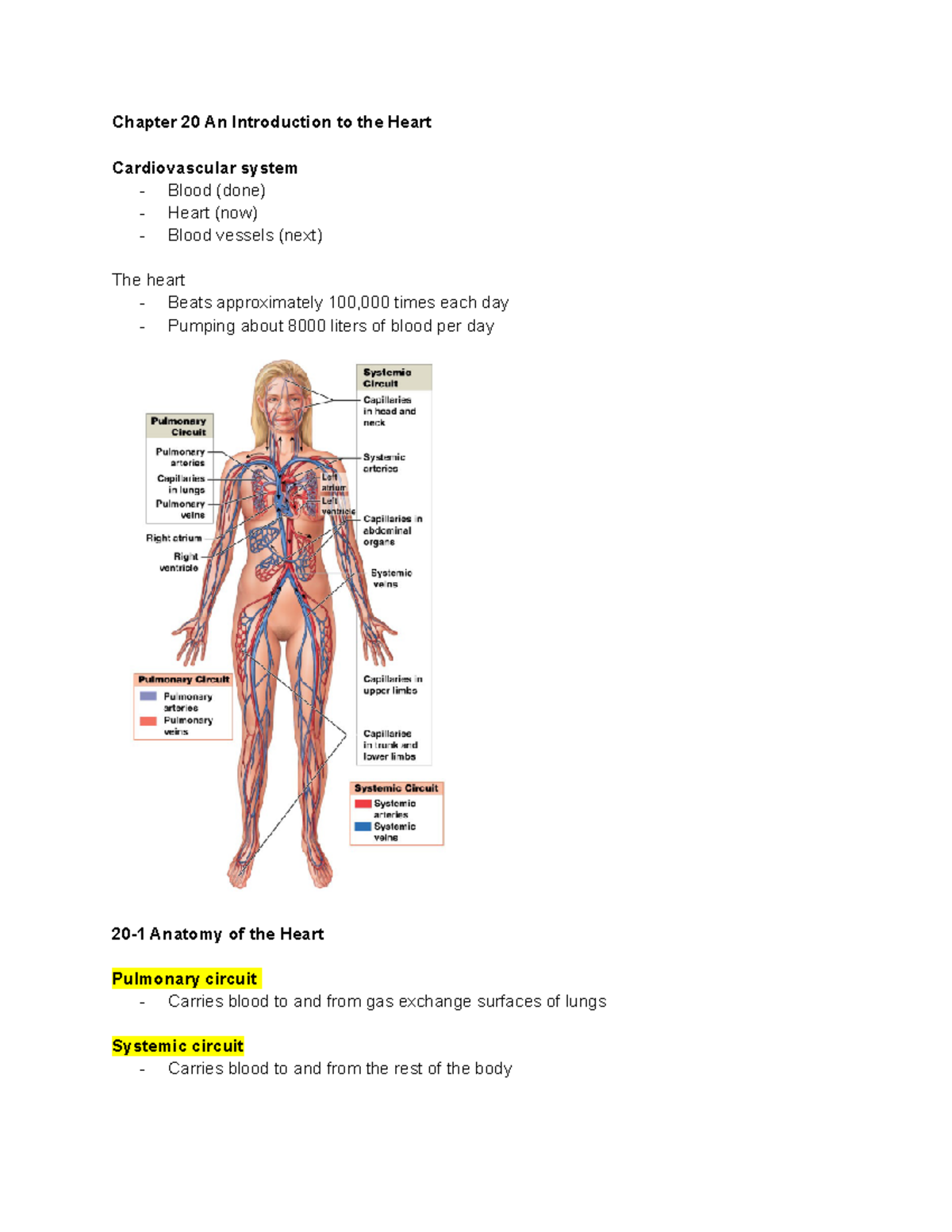 BIO222 Chapter 20 - Chapter 20 An Introduction To The Heart ...