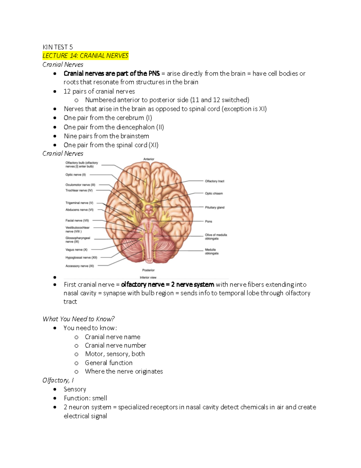 KIN TEST 5 - notes - KIN TEST 5 LECTURE 14: CRANIAL NERVES Cranial ...