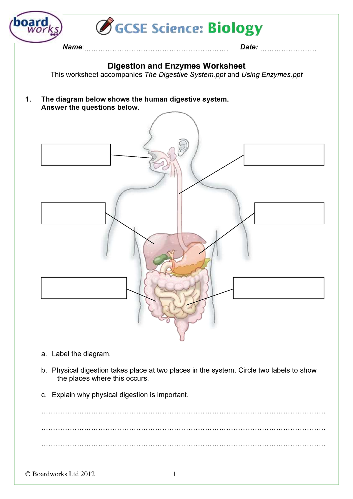 Digestion and Enzymes Worksheet - Name : - StuDocu Regarding Digestive System Worksheet Answers