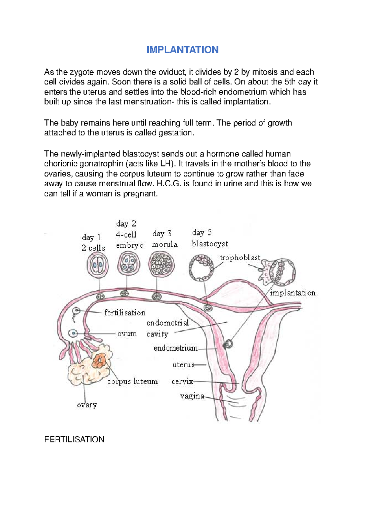 Implantation notes IMPLANTATION As the zygote moves down the oviduct