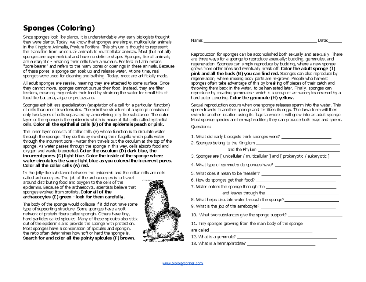 Sponge Coloring Sponges (Coloring) Since sponges look like plants, it