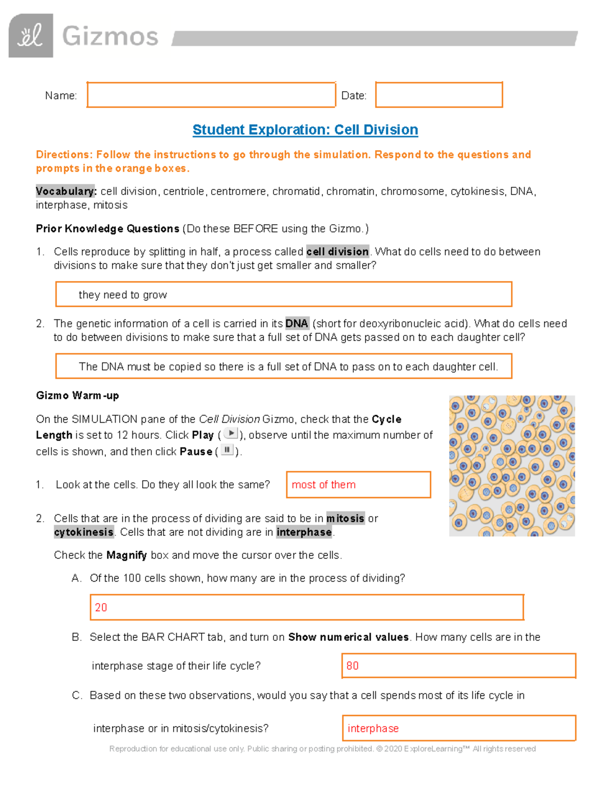 Cell Division Quizlet - aczxdsq