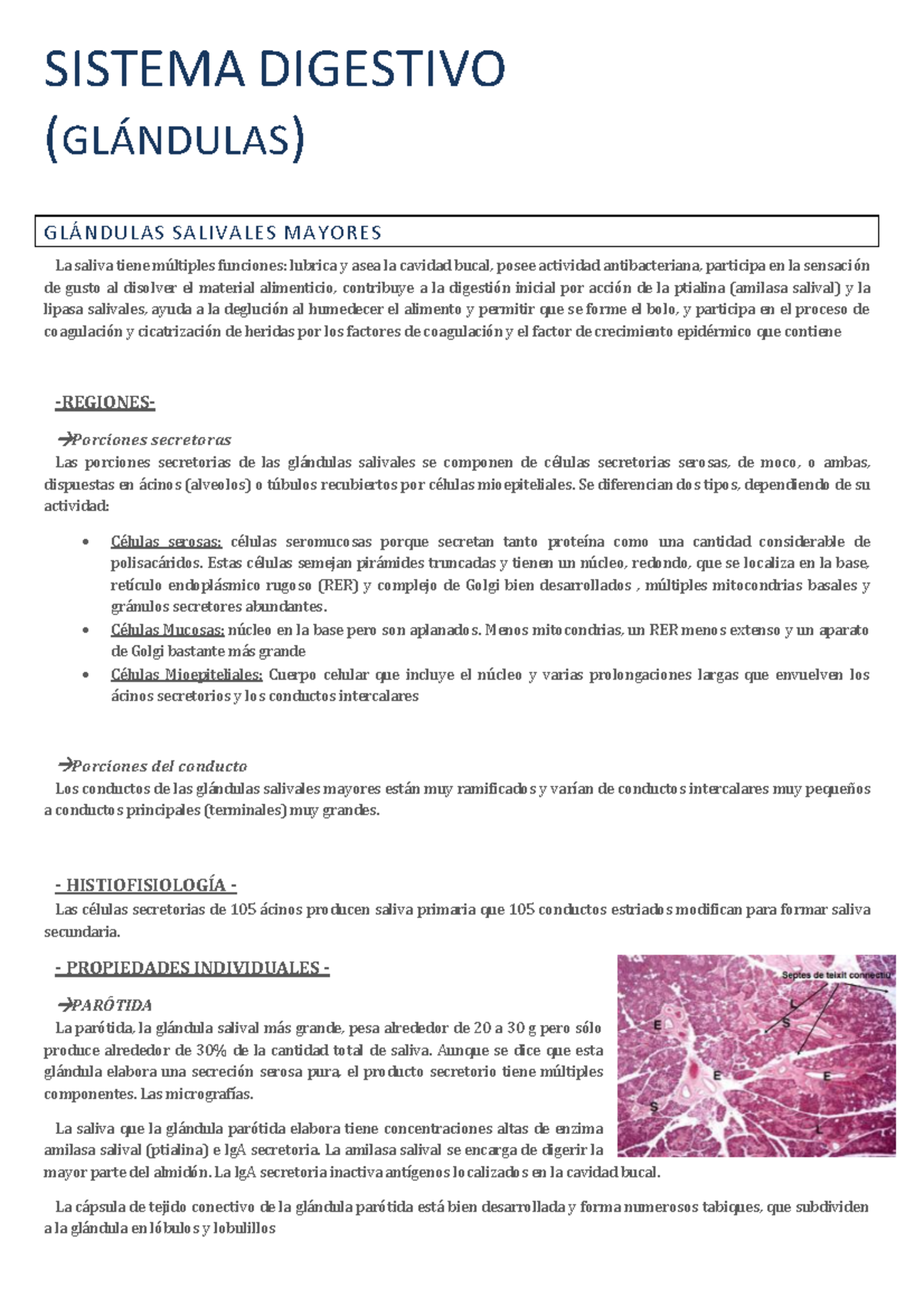 funcion de glandulas salivales funcion de glandulas salivales