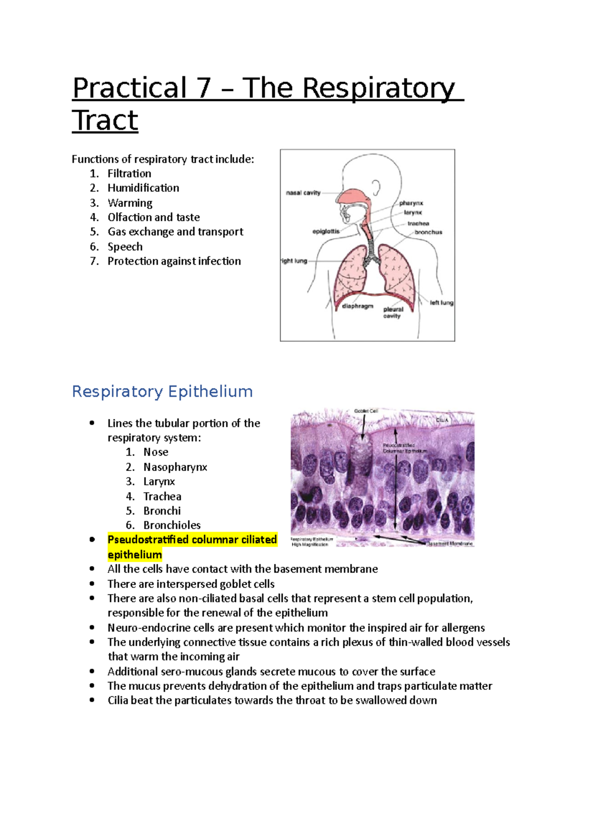 Practical 7 – The Respiratory Tract - Practical 7 – The Respiratory ...