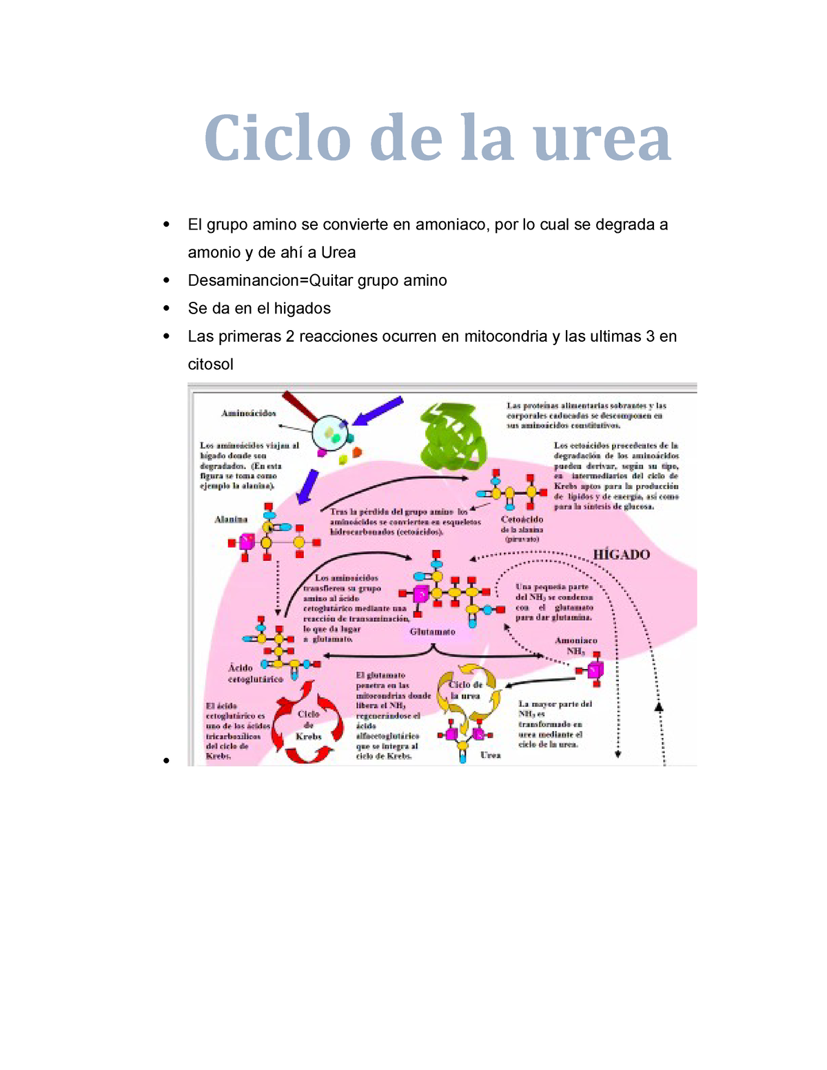 Ciclo De La Urea Bioquimica Medica Ciclo De La Urea El Grupo Amino Se Convierte En Amoniaco 9910