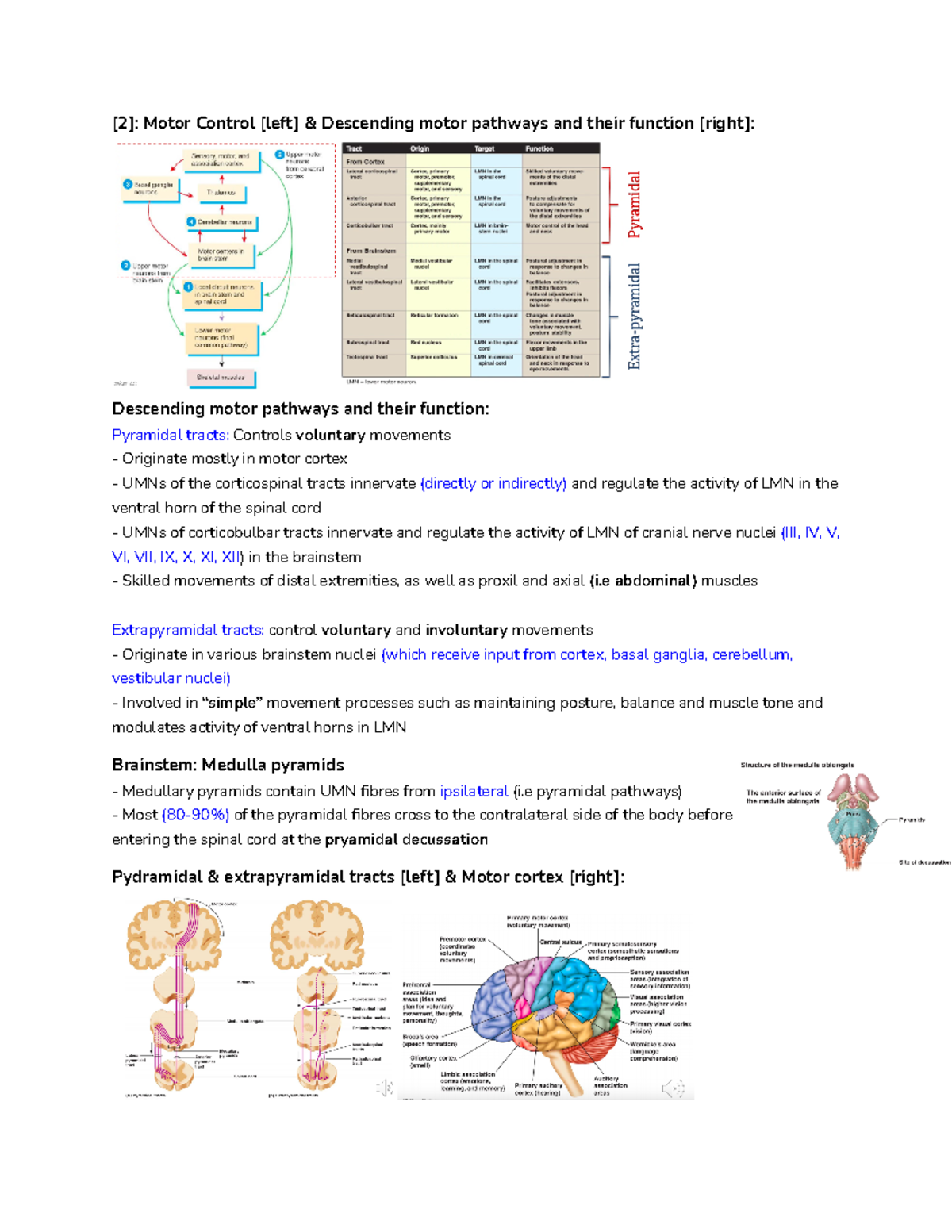 Week 10 Motor neurons, reflexes & upper motor neurons and the brain pt3 ...