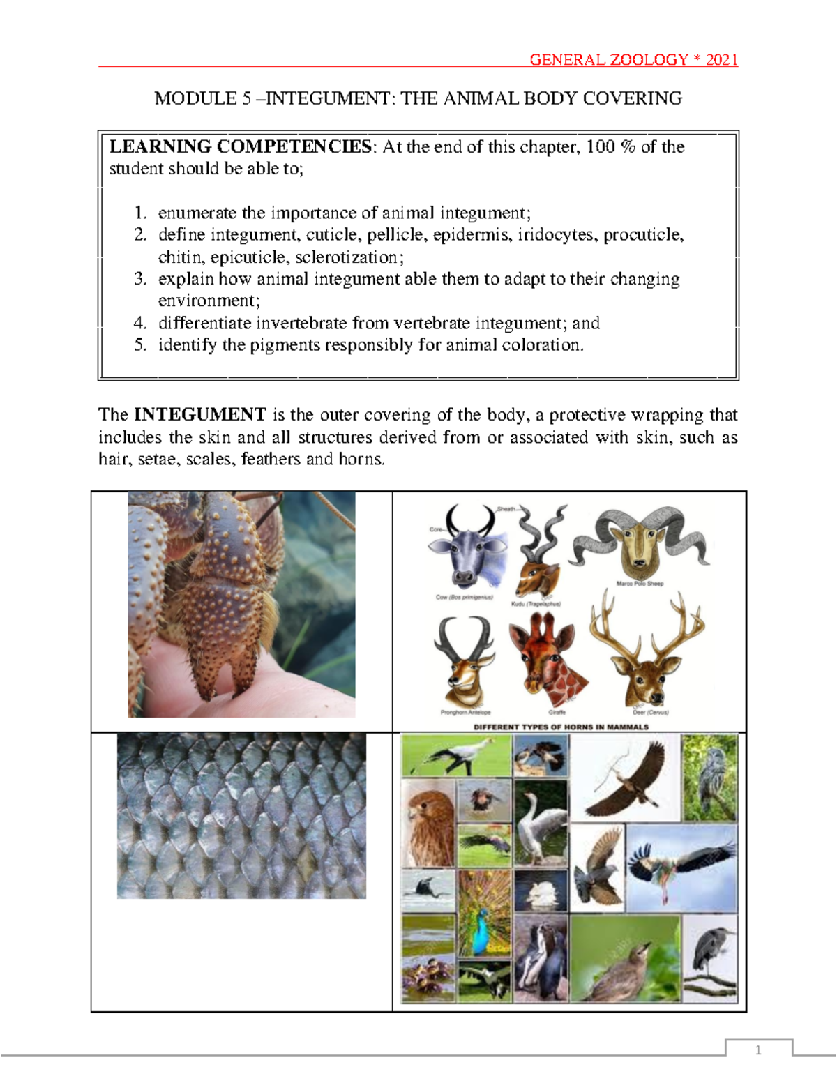 Module 5 Lecture notes about Zoology MODULE 5 INTEGUMENT THE