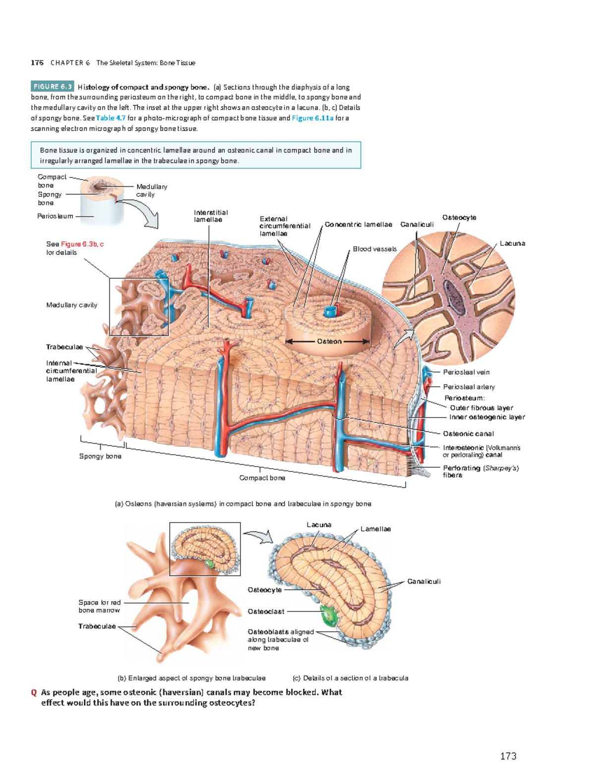 Chapter 6 part2 - ####### 176 C H A PT E R 6 The Skeletal System: Bone ...