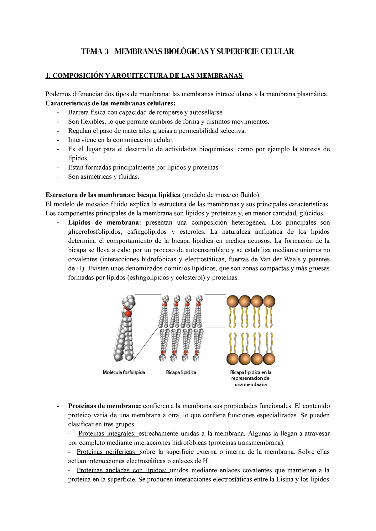 Biolog A Tema Tema Membranas Biol Gicas Y Superficie Celular