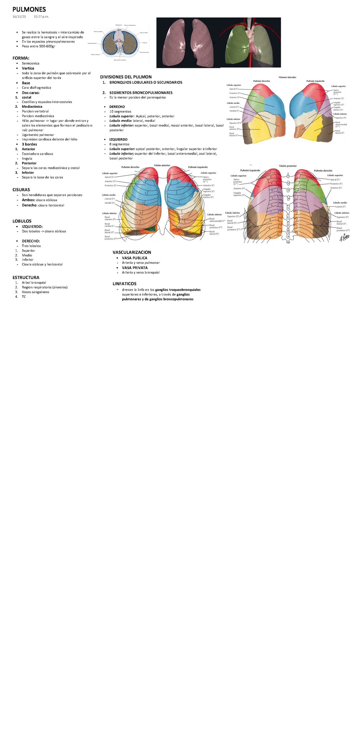 segmentos broncopulmonares