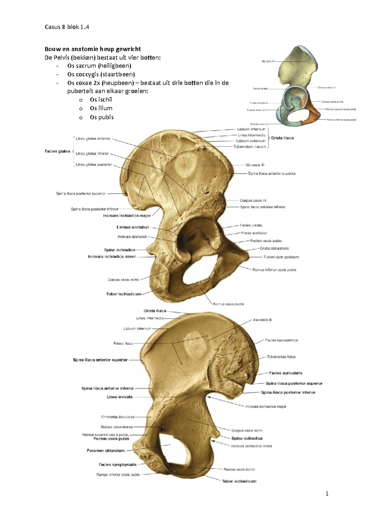 Anatomie heup etc Heup Bouw en anatomie heup gewricht De Pelvis (bekken) bestaat uit vier Anatomie heup etc Heup Bouw en anatomie heup gewricht De Pelvis (bekken) bestaat uit vier