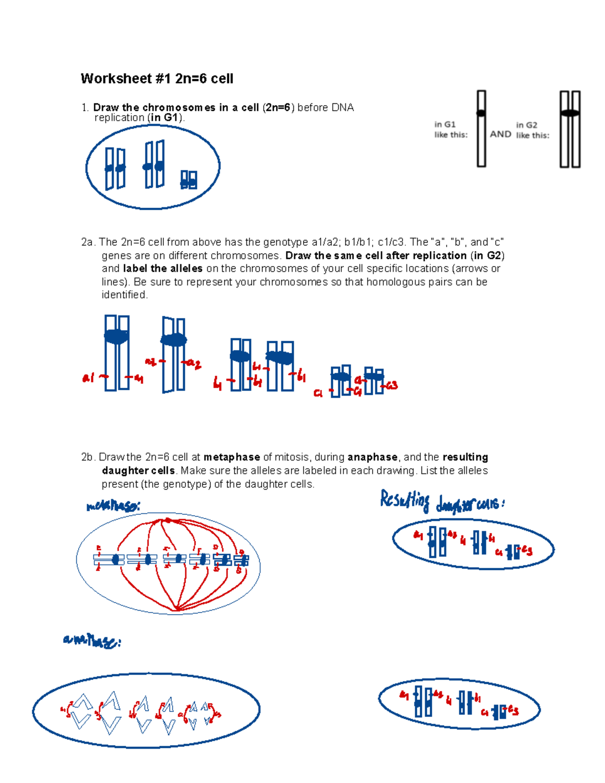 Worksheet+#1+Mitosis+2n=6+cell - Worksheet #1 2n=6 cell Draw the ...