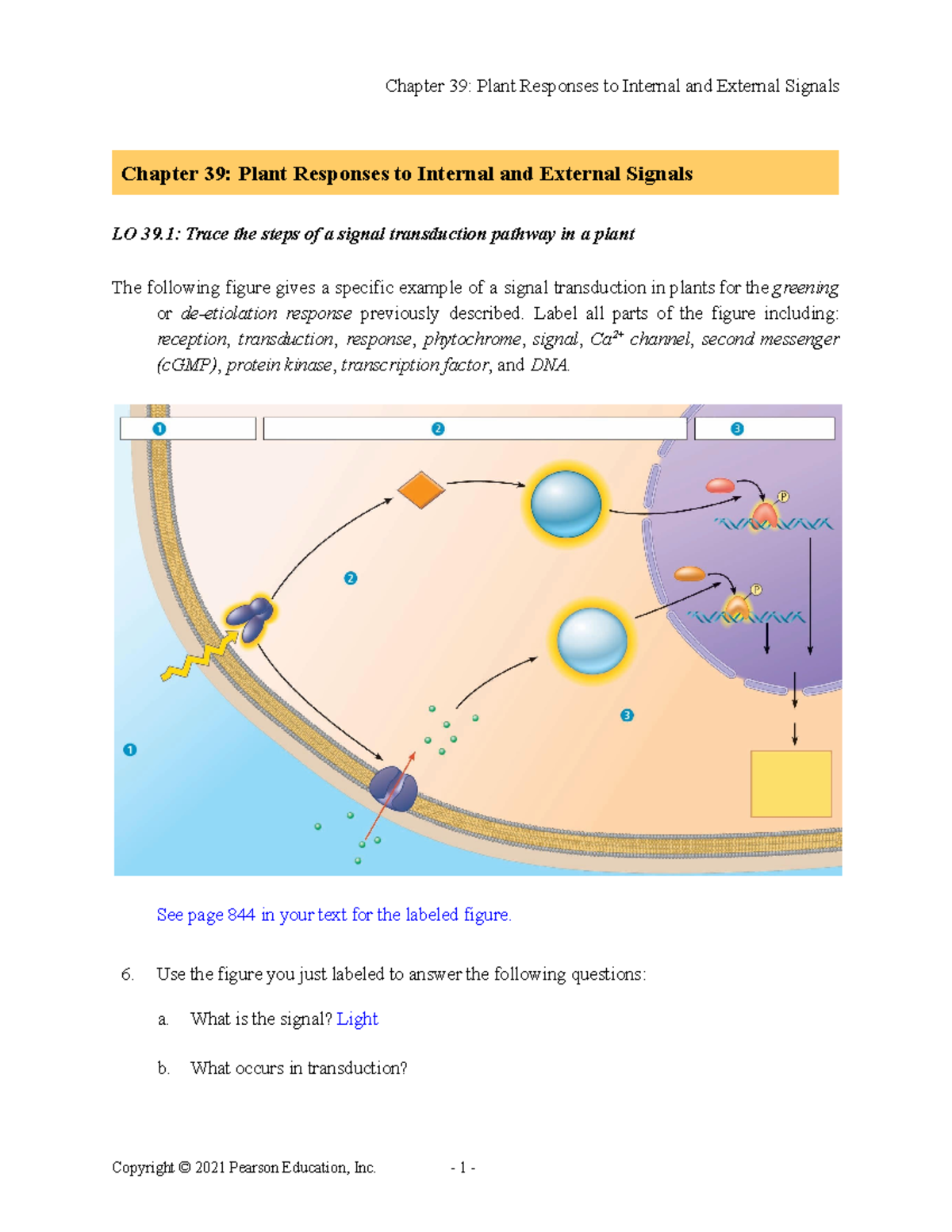 CH 39 Active Study KEY - Plant Responses To Internal And External ...