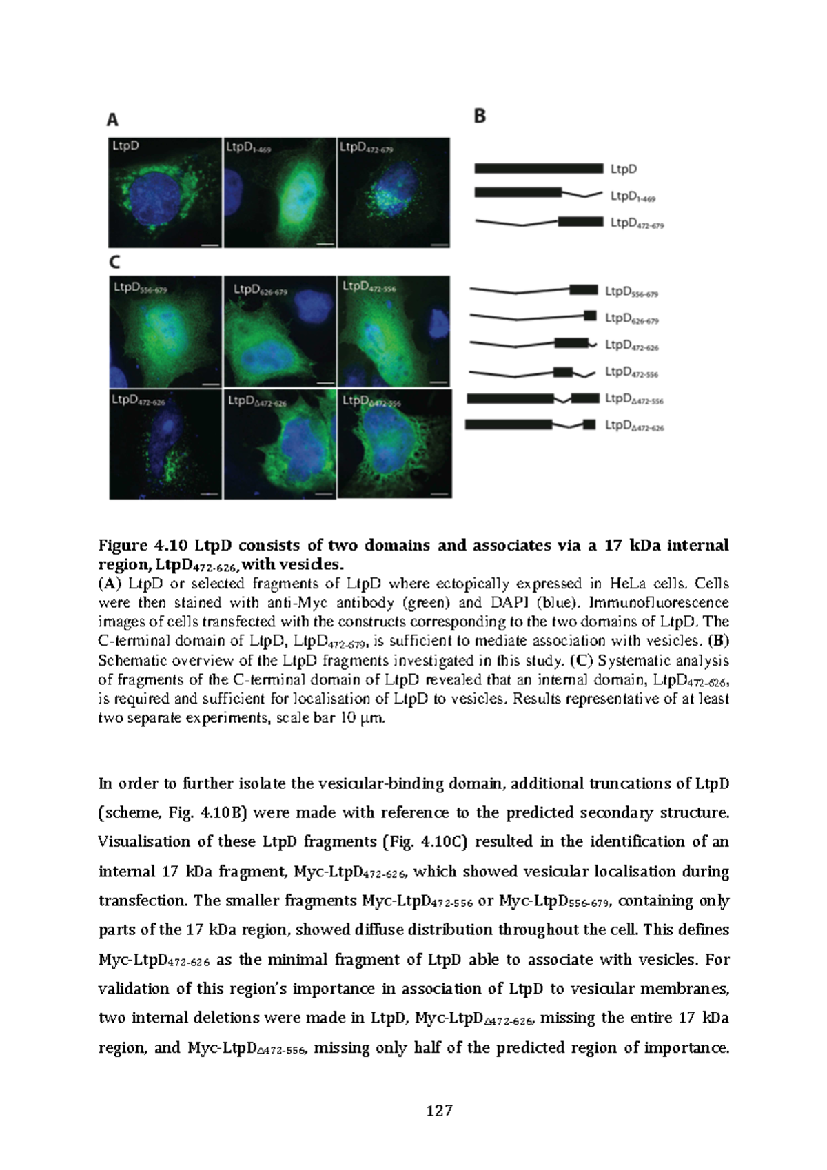 Biology-pneumophila-23 - Figure 4 LtpD consists of two domains and ...