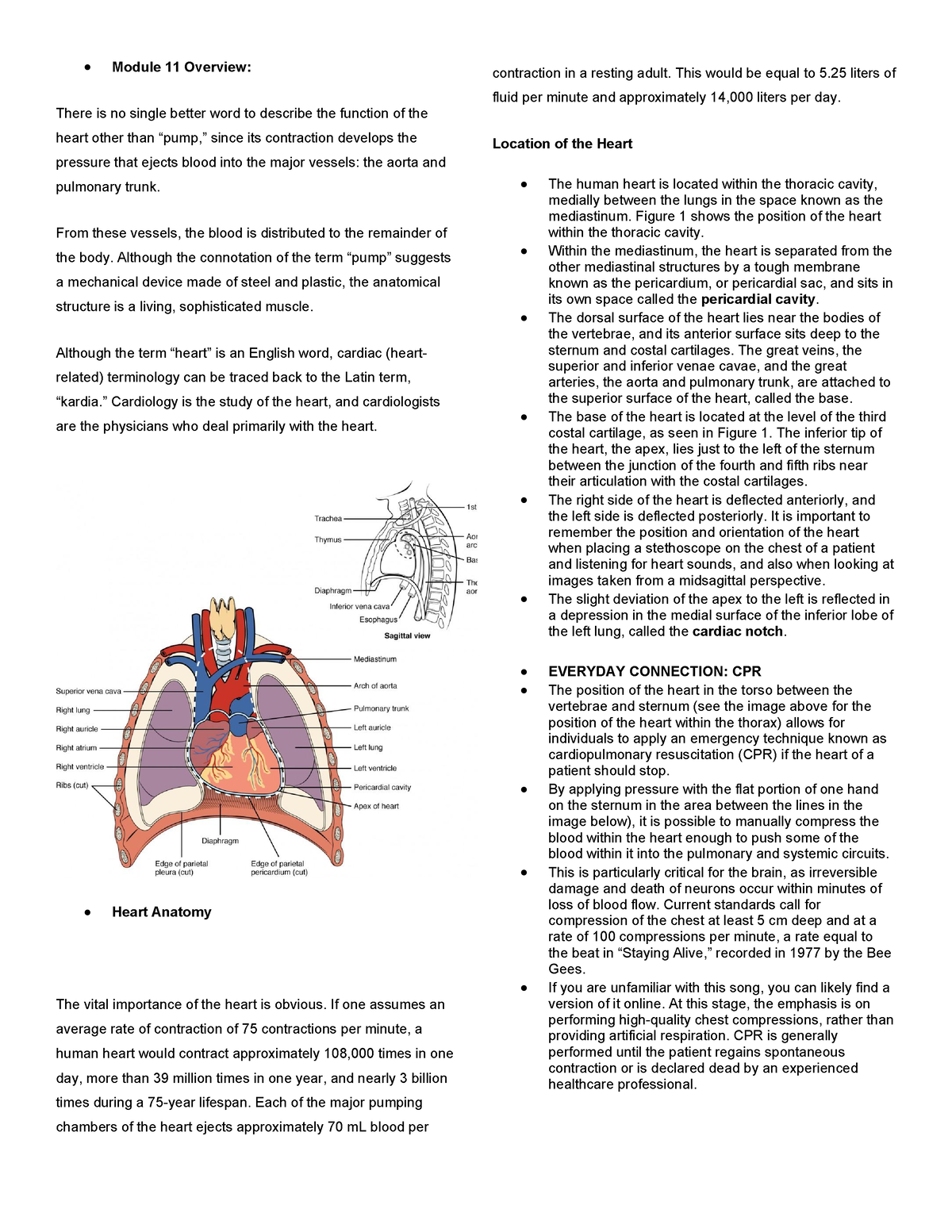 cardiovascular system pathological vocabulary assignment