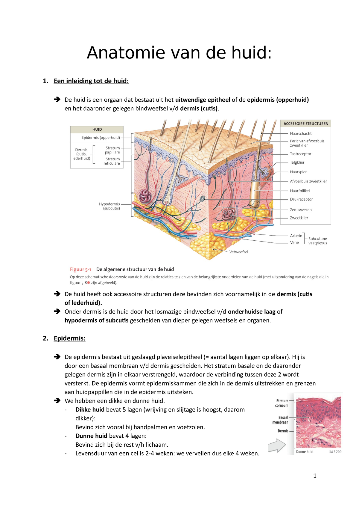 Samenvatting Anatomie De Huid Anatomie Van De Huid 1 Een Inleiding