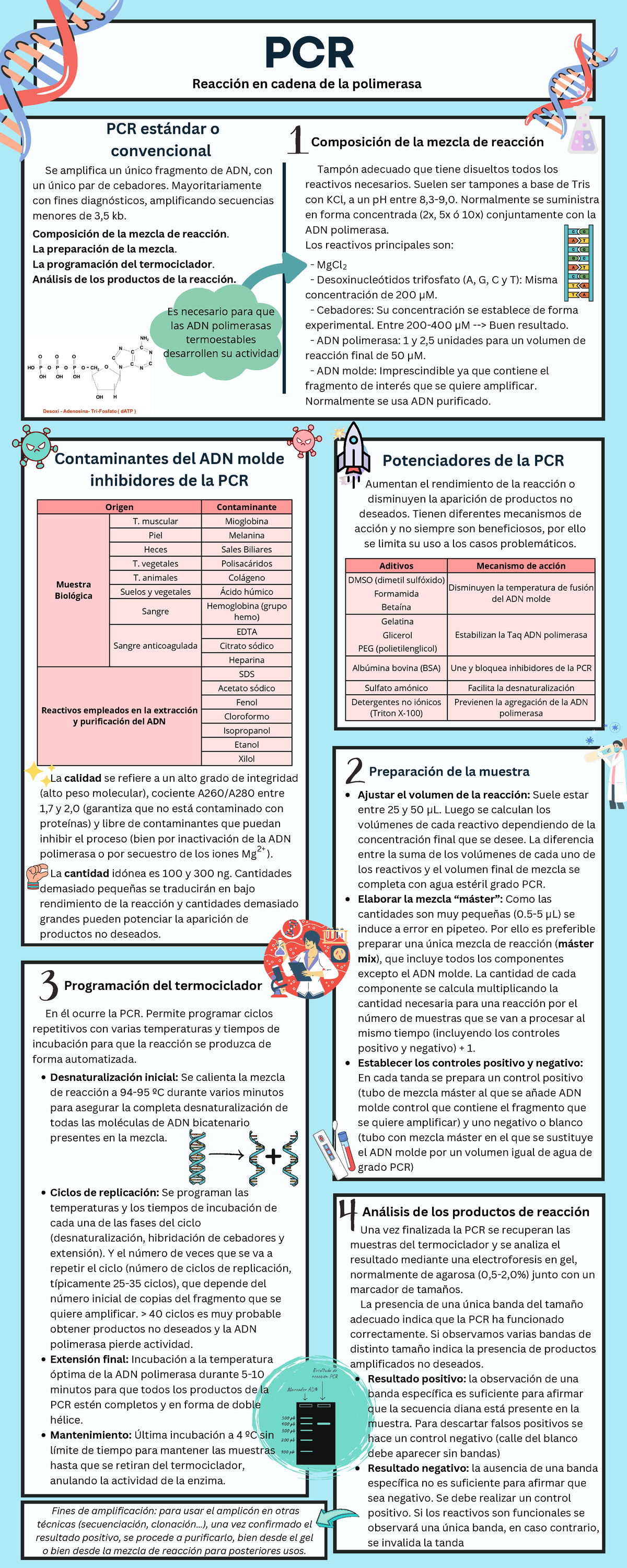 Infografía tipos de PCR Se amplifica un único fragmento de ADN, con un único par de cebadores