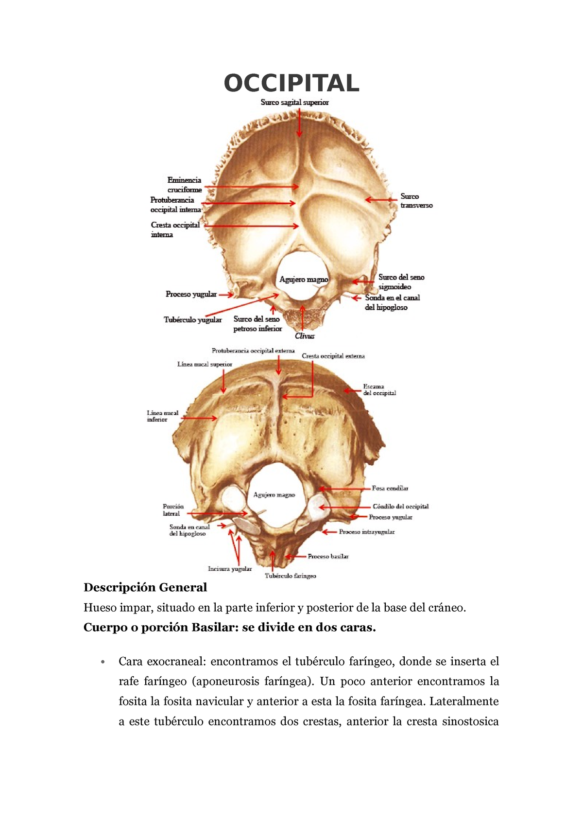 protuberancia occipital interna