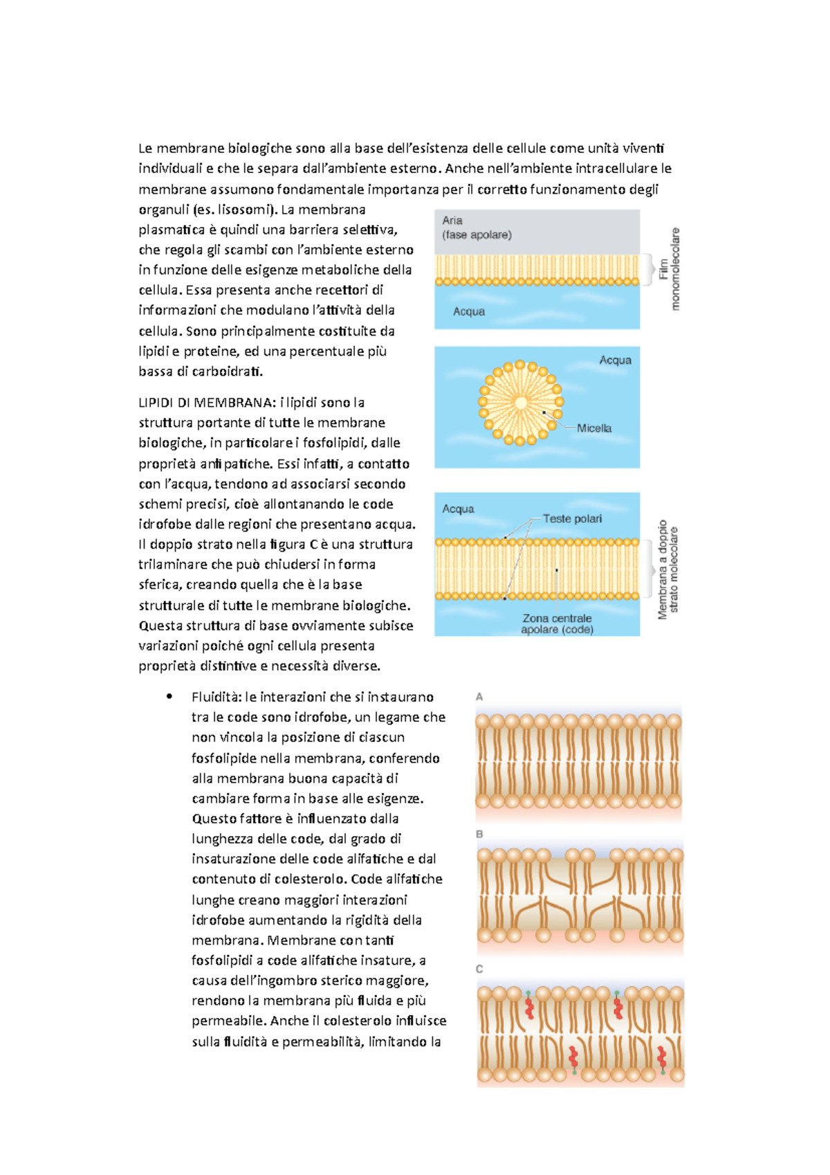 4 - Membrane Cellulari, Riassunto Dal Capitolo Del Libro Citologia E ...