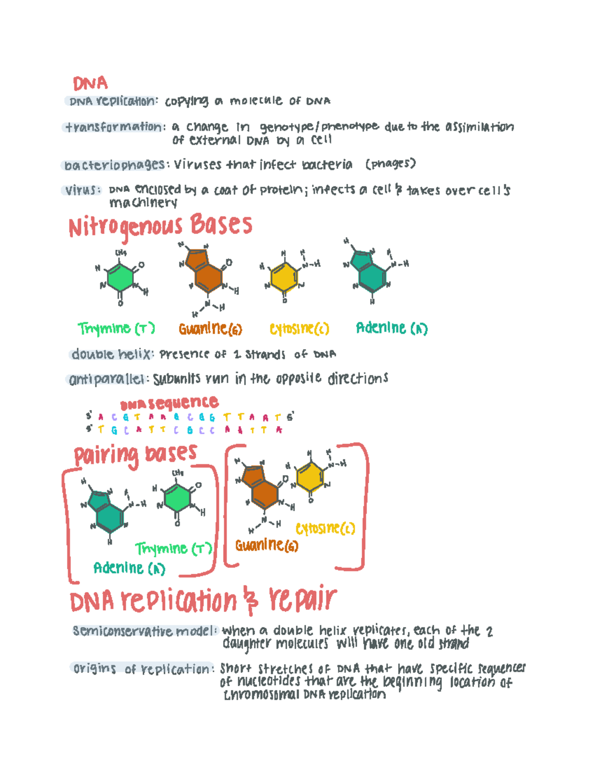 BIO 105 Chapter 16 Notes - DNA DNA replication copying a molecule of ...