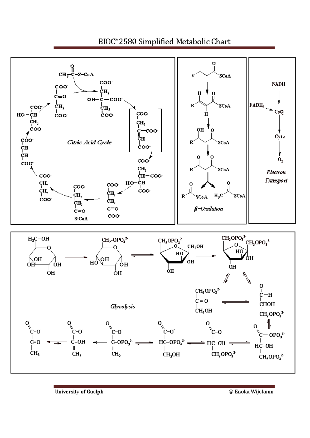 Metabolic Chart Winter 2013 NEW - BIOC*2580 Simplified Metabolic Chart ...