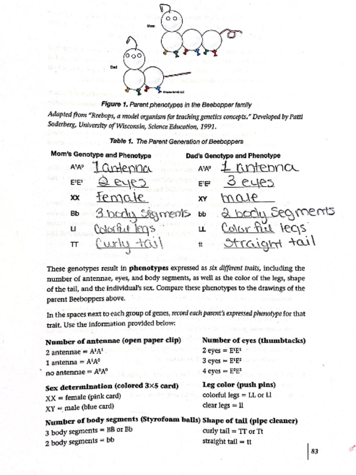 Lab Meiosis - Lab - BIO205 - Studocu