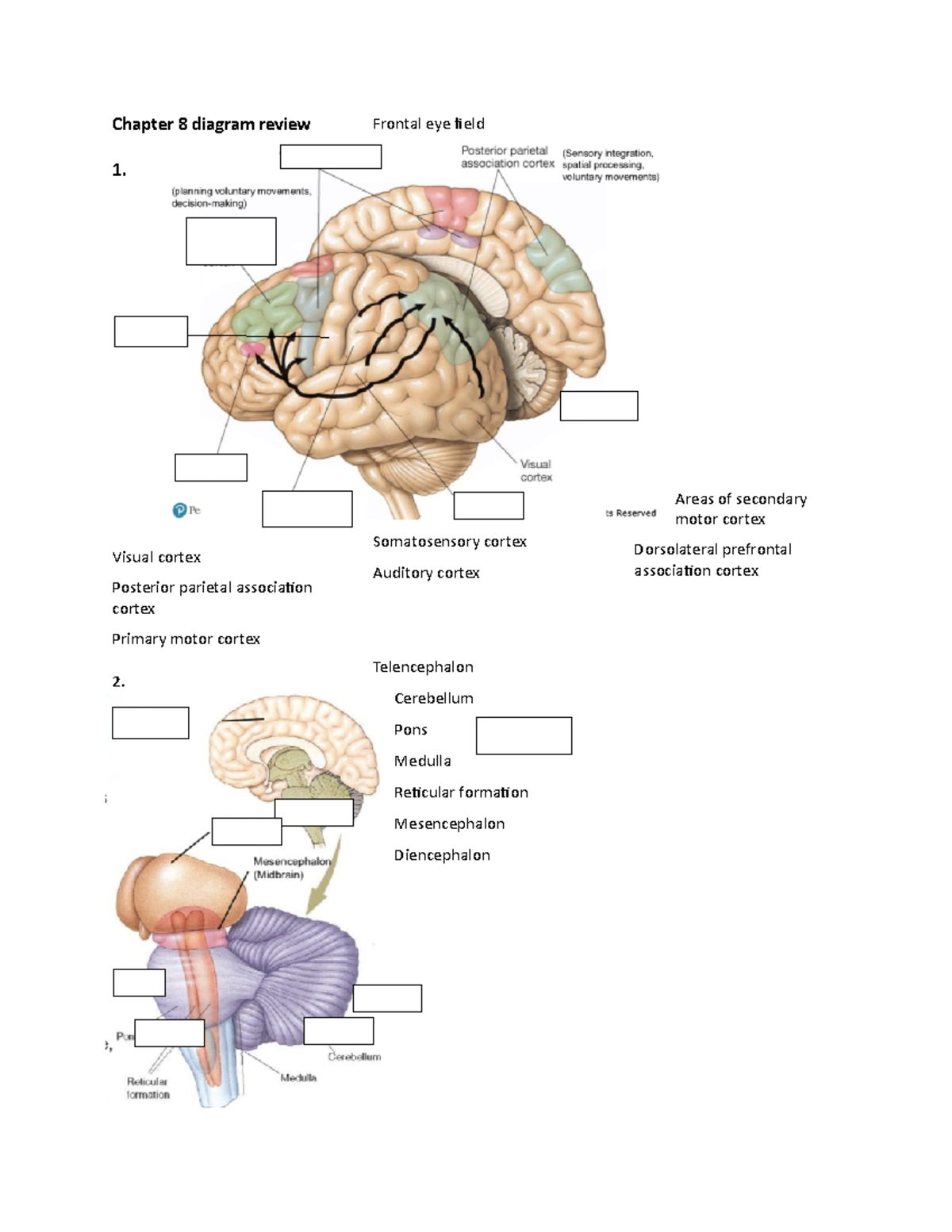 Chapter 8 Diagram Review Psyc 271 Brain And Behaviour I Studocu