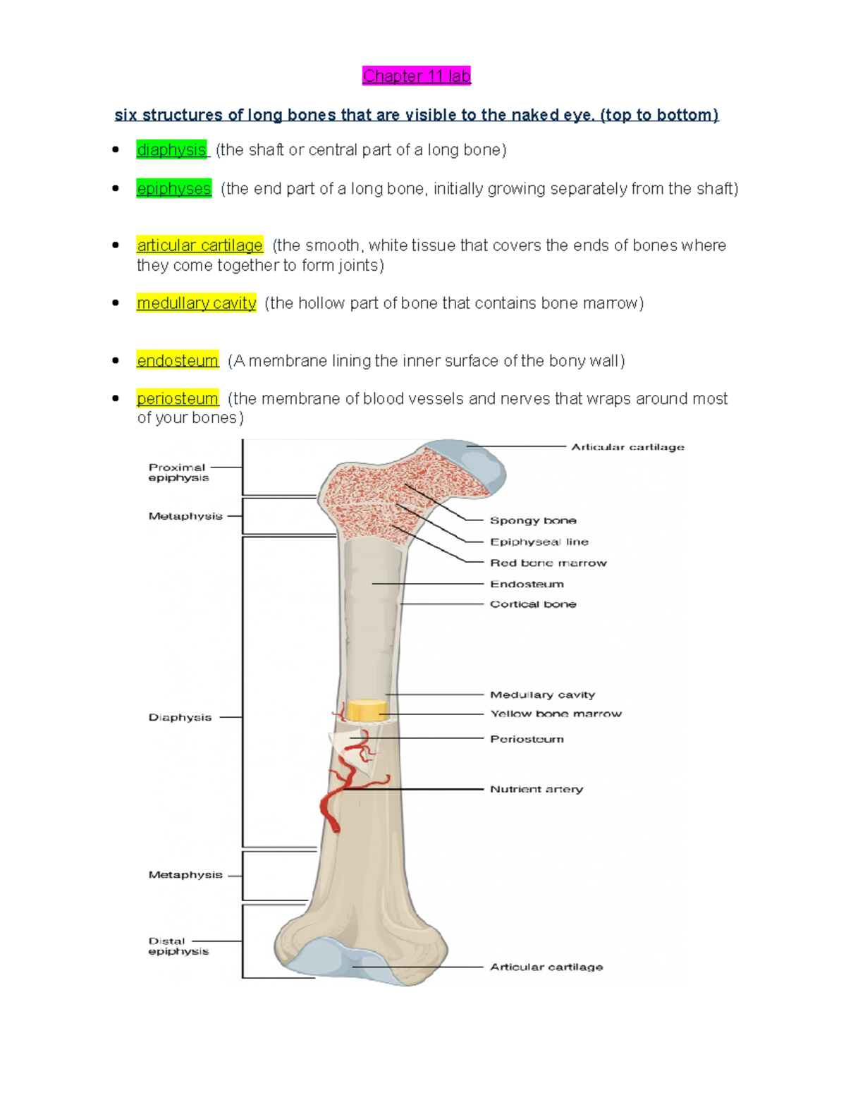 Lab final review 11-14 - Chapter 11 lab six structures of long bones ...