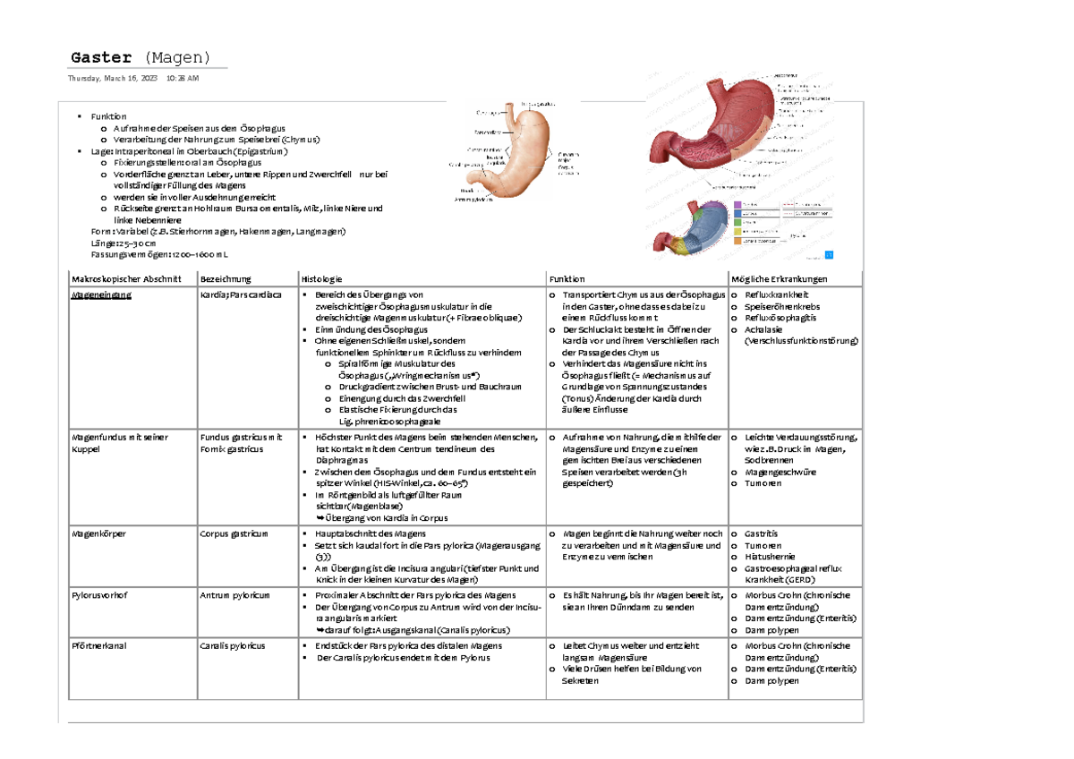Der Gaster Gaster (Magen) Thursday, March 16, 2023 1028 AM Funktion