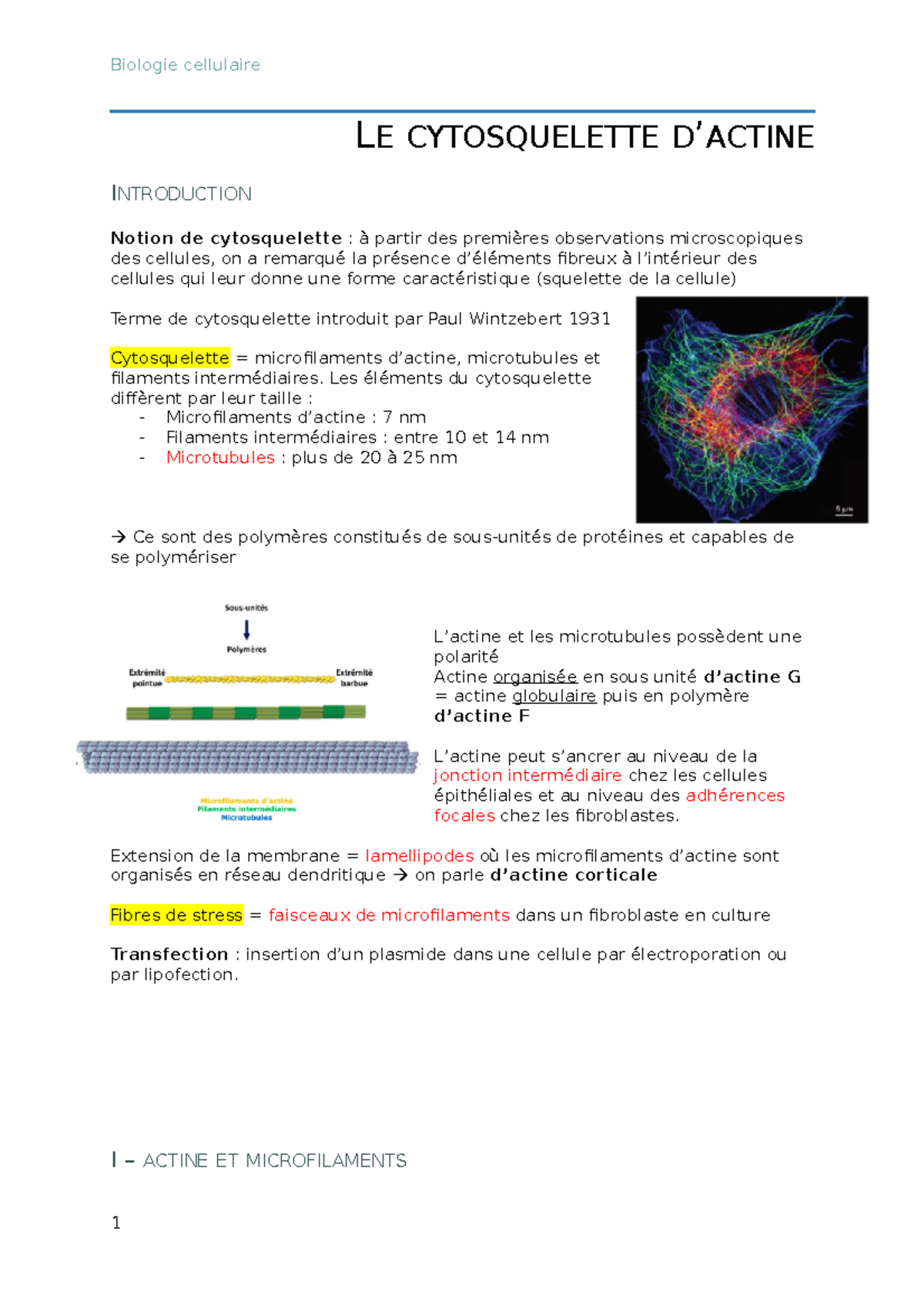 Le Cytosquelette De La Cellule - LE CYTOSQUELETTE D’ACTINE INTRODUCTION ...