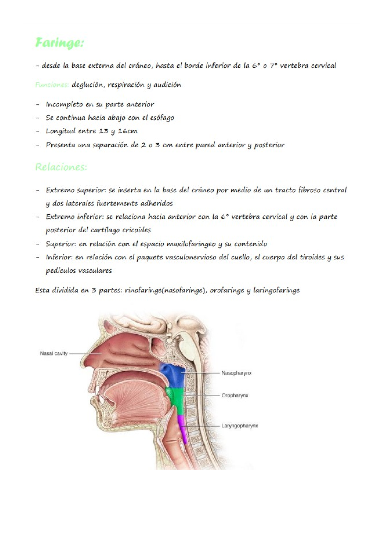 Faringe - Anatomía - Studocu