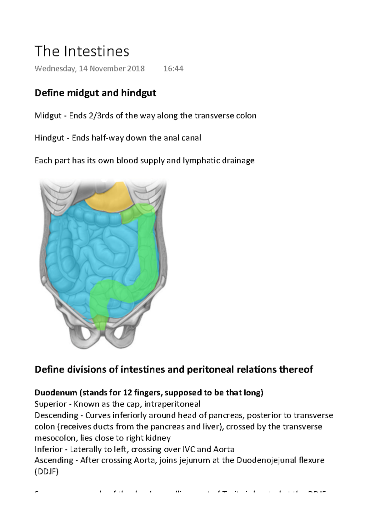 The Intestines - Define Midgut And Hindgut Midgut - Ends 2/3rds Of The ...