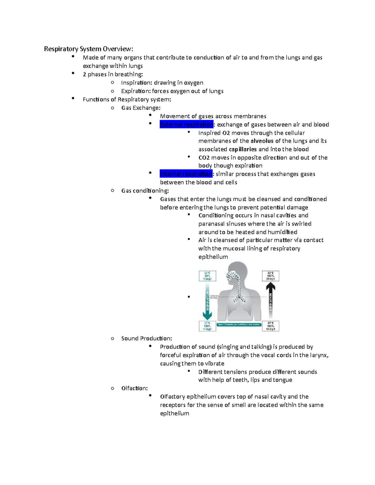 Respiratory System Overview - Studocu