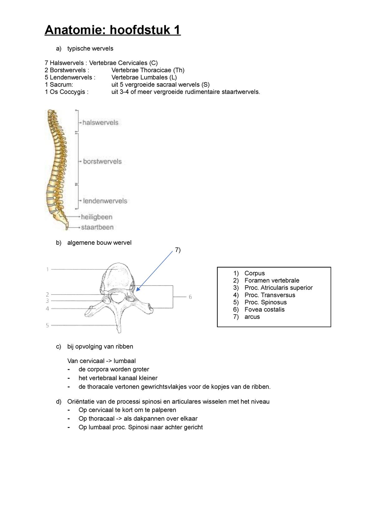 Anatmonie hoofdstuk 1 - a) typische wervels 7 Vertebrae Cervicales (C) Borstwervels - StuDocu