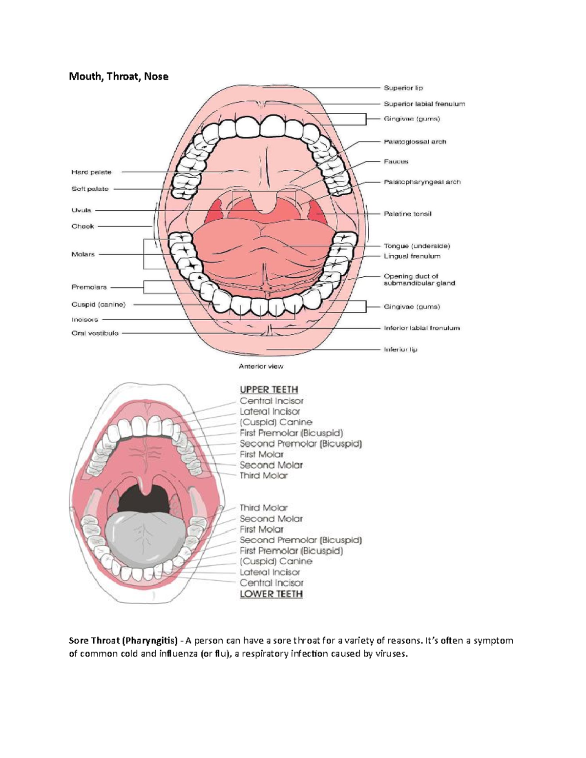 Mouth, throat, nose - Mouth, Throat, Nose Sore Throat (Pharyngitis) - A ...