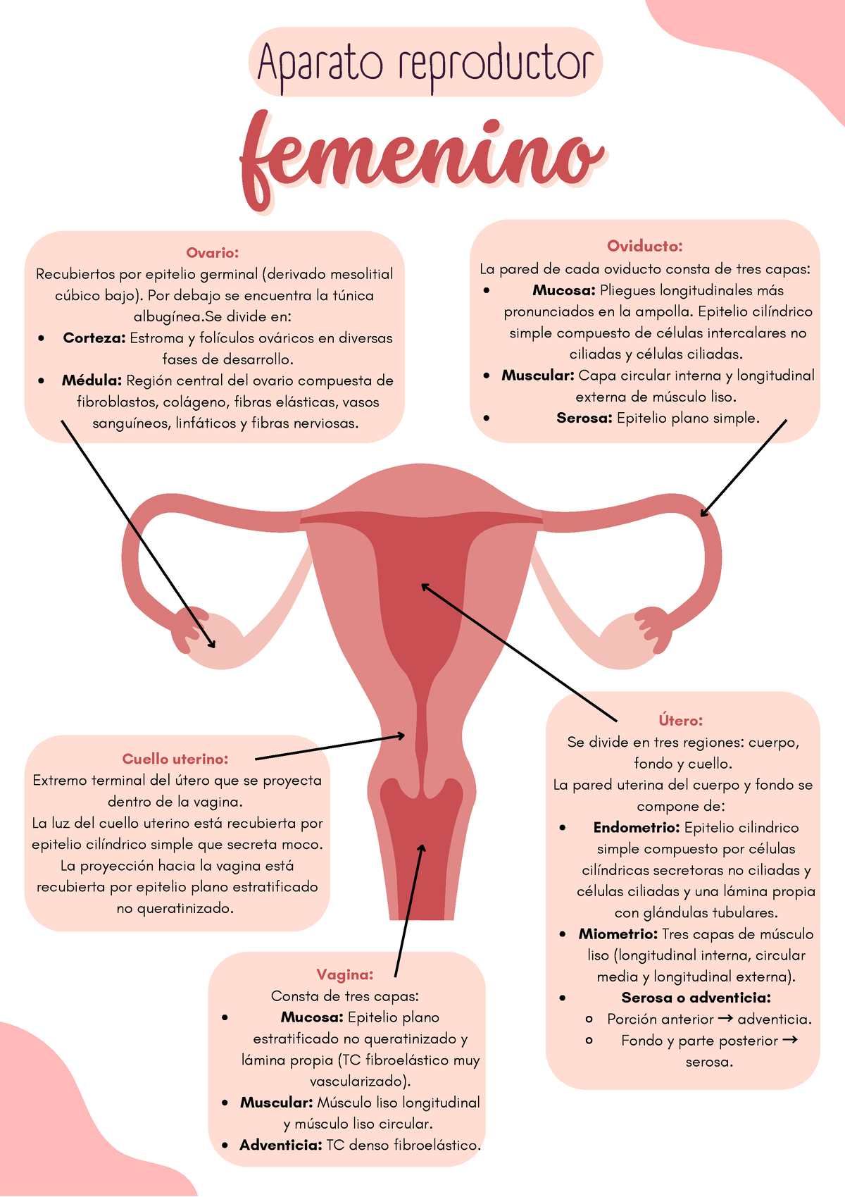 Histolog A Del Aparato Reproductor Femenino Corteza Estroma Y