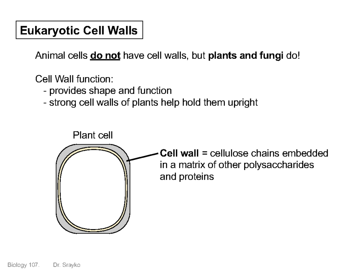 107Lect 10Slides notes for bio Eukaryotic Cell Walls Animal cells