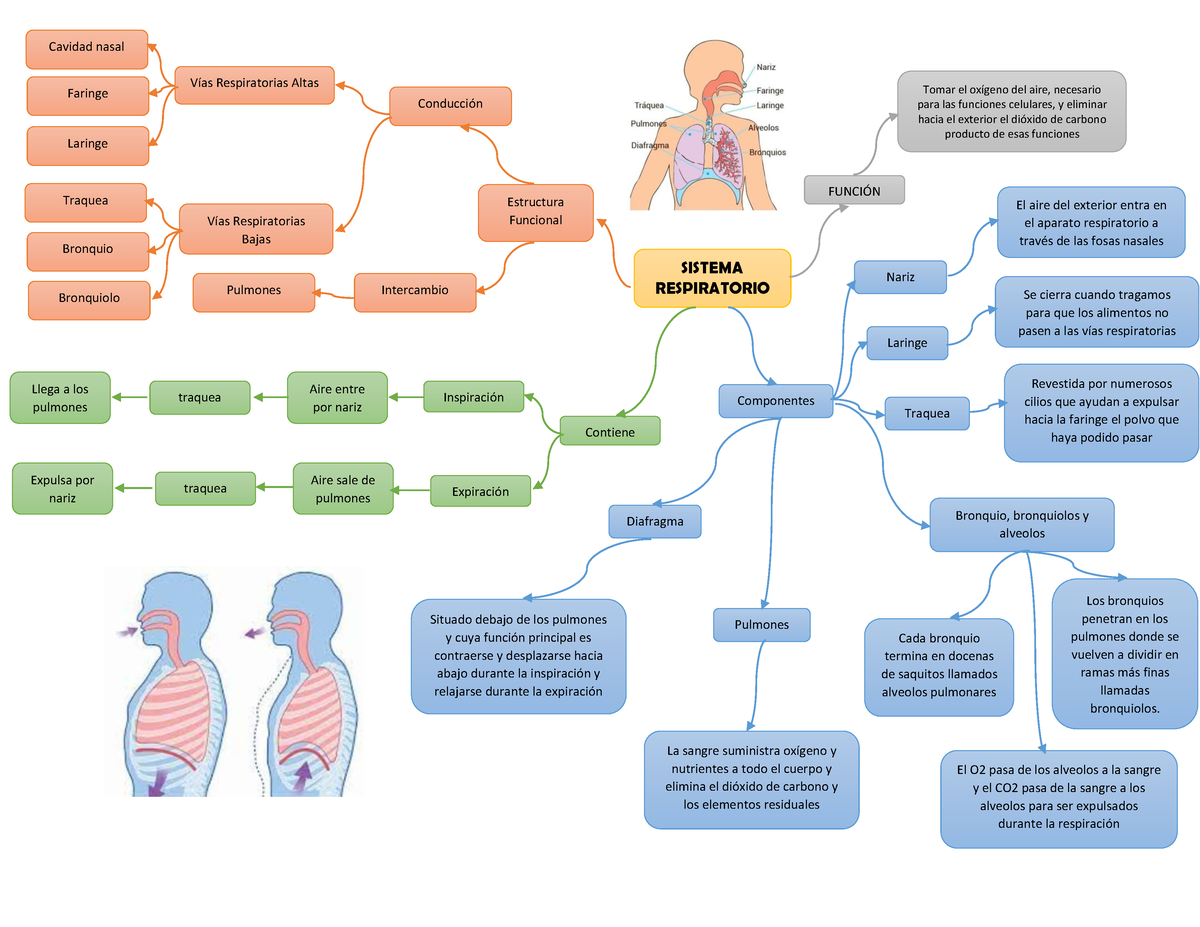 Mapa Mental - SISTEMA RESPIRATORIO FUNCIÓN Tomar El Oxígeno Del Aire ...